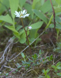 Saxifraga tolmiei  Tolmies saxafrage