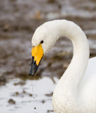 Whooper Swan, Conway, WA