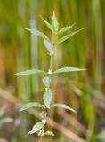 Lycopus uniflorus  Northern bugleweed