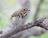 Hermit Thrush