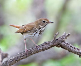 Hermit Thrush