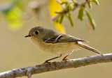 Ruby Crowned Kinglet