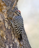 Ladder-backed Woodpecker (M)