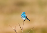 Mountain Bluebird (M)