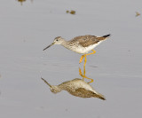 Greater Yellowlegs