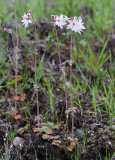 Lithophragma parviflora  Small-flowered prairie-star