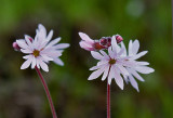 Lithophragma parviflora  Small-flowered prairie-star