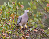 Band-tailed Pigeon