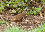 Mountain Quail (F)