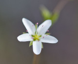 Slender Sandwort  Minuartia tenella (Arenaria stricta)