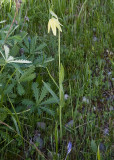 Chocolate lily  (white form) Fritillaria lanceolata (affinis)