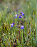 Large-flowered blue-eyed Mary  Collinsia grandiflora