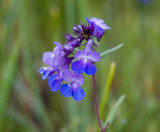 Large-flowered blue-eyed Mary  Collinsia grandiflora