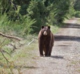 Black bear, cinnamon colored, taken with a 100mm macro lens.