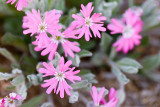 Silene hookeri  Hookers catchfly