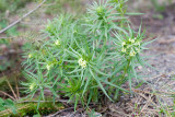 Lithospermum ruderale   Western stoneseed