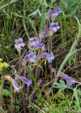 Naked broomrape  Orobanche uniflora