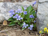 Viola adunca    Early blue violet