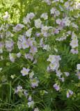 Polemonium carneum  Great polemonium