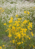 Yellow monkeyflower and fragrant popcornflower  Mimulus guttatus and Plagiobothrhys figuratus