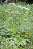 Heracleum maximum (lanatum)  Cowparsnip