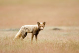 Red Fox, San Juan Island