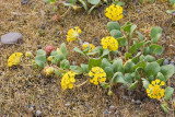 Abronia latifolia  yellow sand-verbena