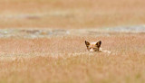 Red Fox, San Juan Island
