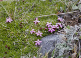 Silene acaulis  Moss campion