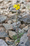 Erysimum arenicola