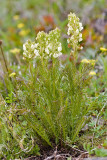 Pedicularis contorta  Contorted lousewort