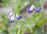 Lupinus bicolor  Two-color lupine
