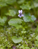 Viola palustris   Marsh violet