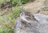 Horned Lark (Juv) Olympic Mountains