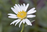 Aster paucicapitatus  Olympic Mountain aster