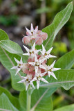 Asclepias speciosa   Showy milkweed