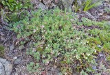 Astragalus microcystis  Least bladdery milk-vetch