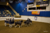 Clydesdales