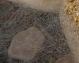 WEB LABYRINTH - DEW ON SPIDER WEB