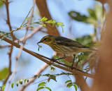cape may warbler female