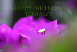 Happy Birthday Tomasz~18th January 2007