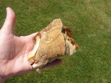 52. Is it wood opal? Looks to me like bark on the outside.
