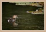 Pied-billed Grebe... cute bird !