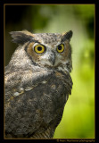 Great Horned Owl