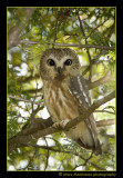 Northern Saw-Whet Owl