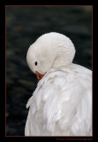 Adult Snow Goose