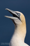 Northern Gannet portrait