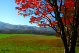 Open Fields and Maple Leaves