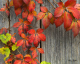 Virginia Creeper and Grape on an Old Shed