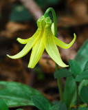 Trout Lily (Erythronium americanum)